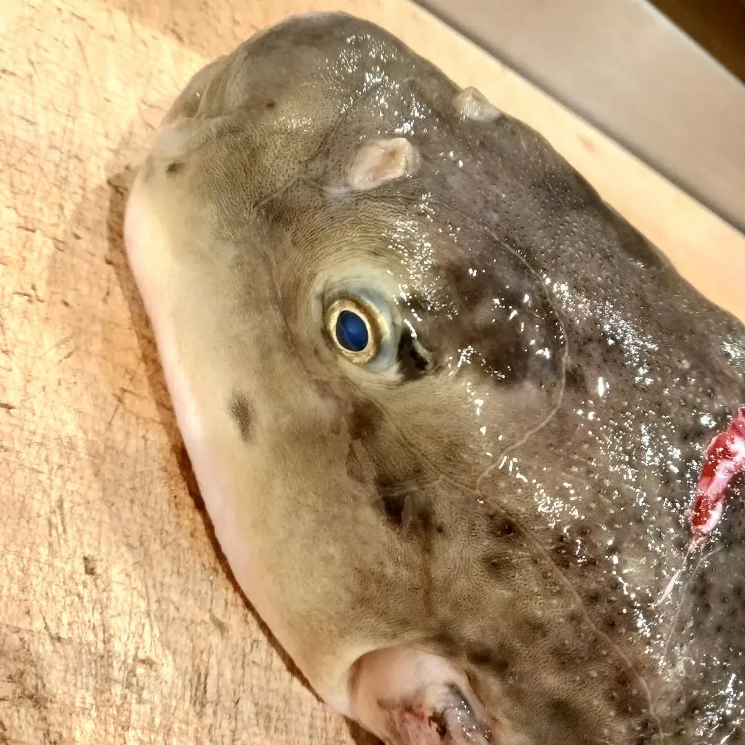 今年もとらふぐが始まりました。